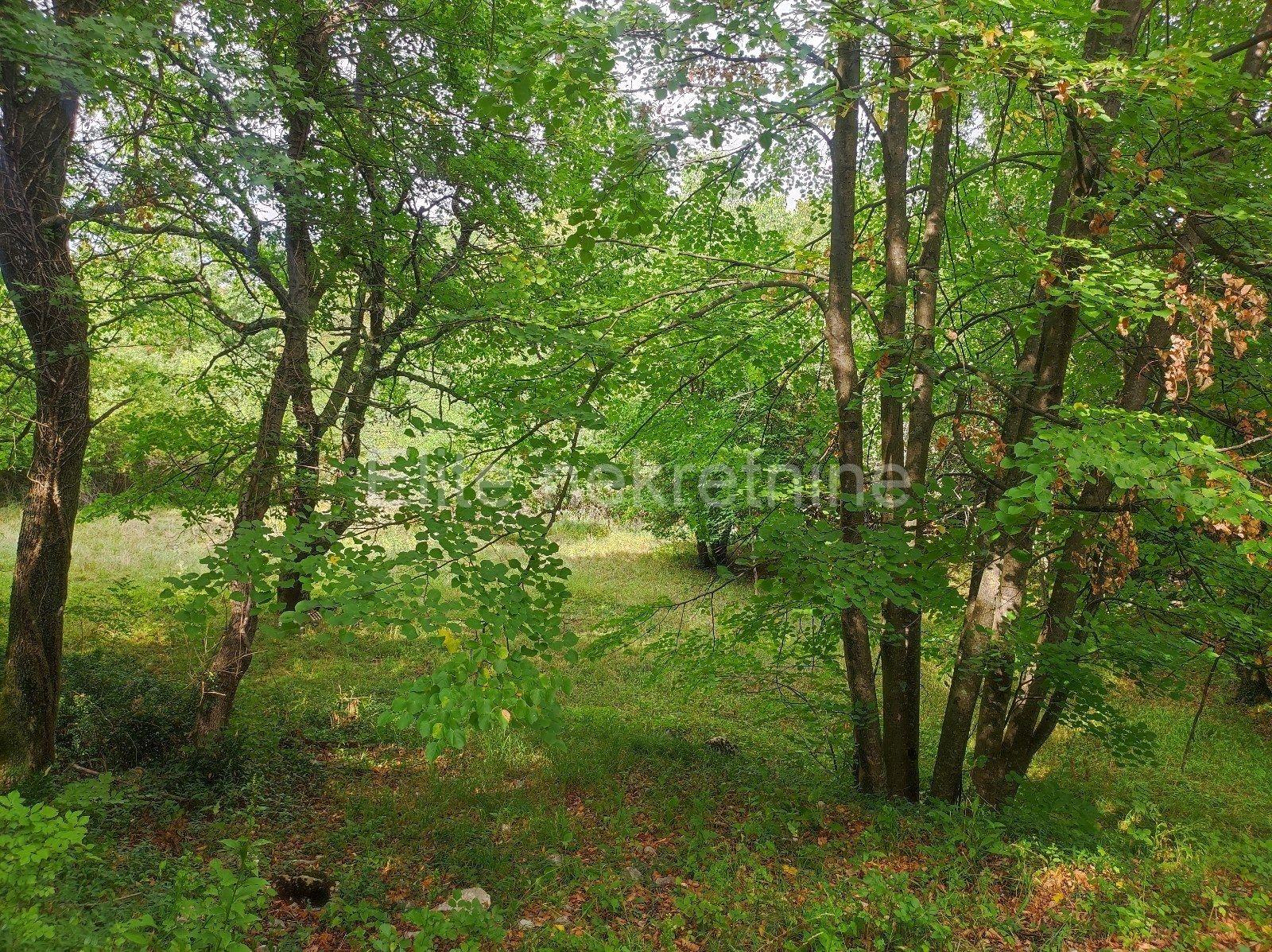 image-19